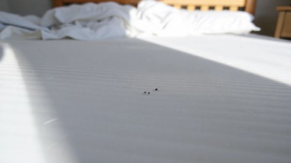 10 signes révélateurs de présence de punaises de lit
